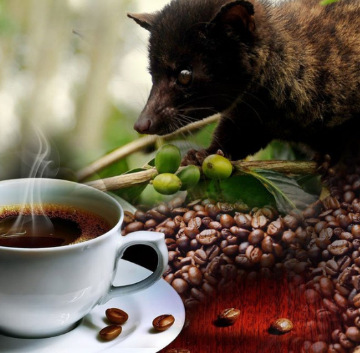 Luwak